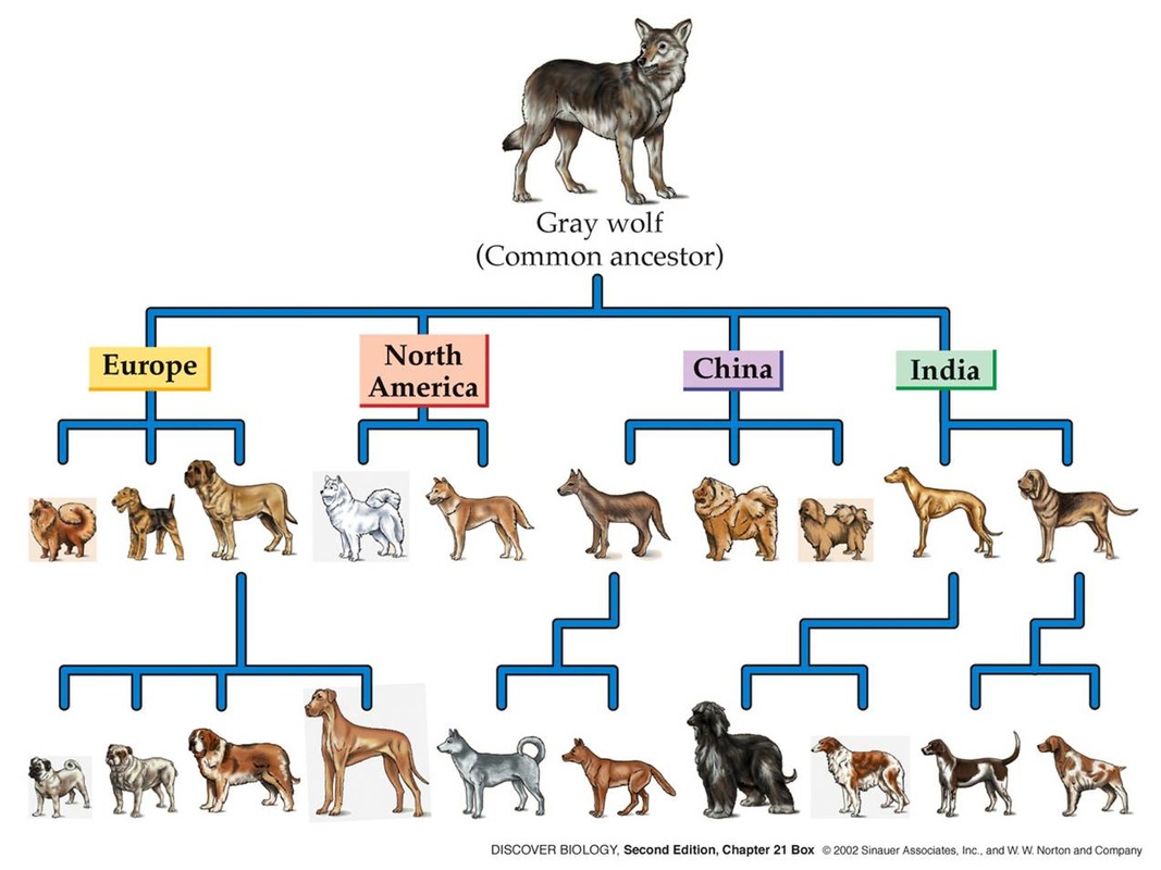 Domestication of Dogs Bloodhounds